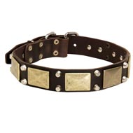 Leather Swiss Mountain Dog Collar with Studs and Plates