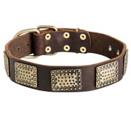 Leather Swiss Mountain Dog Collar with Massive Brass Plates