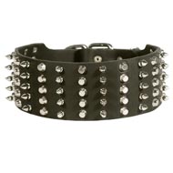 Swiss Mountain Dog Leather Collar Spiked and Studded