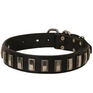 Swiss Mountain Dog Leather Collar with Shiny Plates