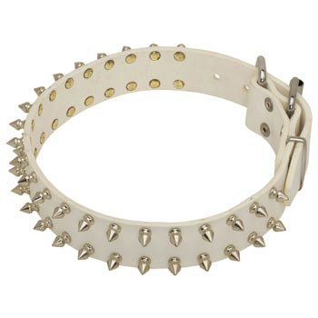 Spiked White Leather Collar for Swiss Mountain Dog Walking
