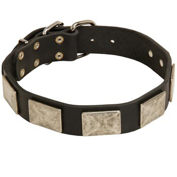 Walking Leather Swiss Mountain Dog Collar