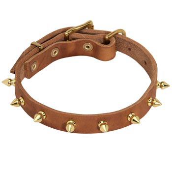 Designer Leather Collar for Swiss Mountain Dog