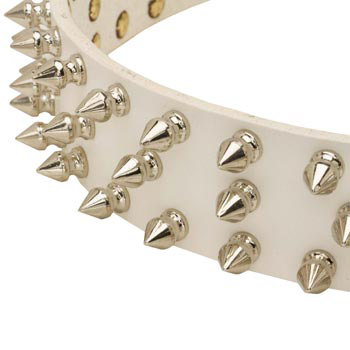 Spiked White Leather Collar for Swiss Mountain Dog Walking