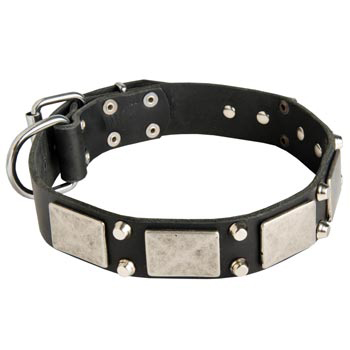 Studded Leather Swiss Mountain Dog Collar