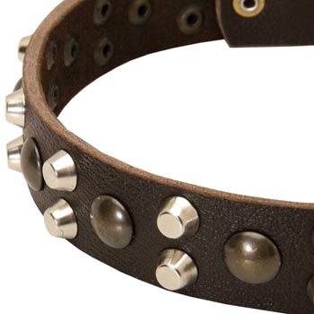 Leather Swiss Mountain Dog Collar with Hand Set Studs