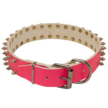 Designer Collar for Female Swiss Mountain Dog