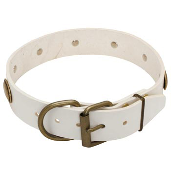 White Leather Dog Collar for Swiss Mountain Dog Stylish Walks