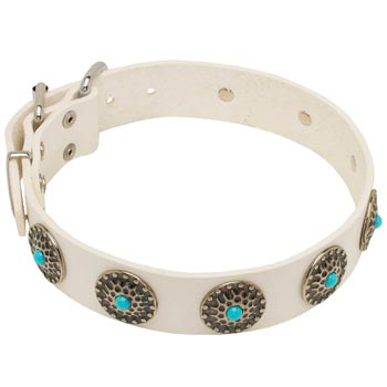 Leather Dog Collar White Exclusive for   Swiss Mountain Dog Walking