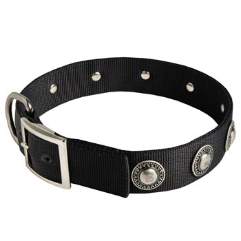 Swiss Mountain Dog Dog Nylon Collar Steel Nickel Plated Conchos