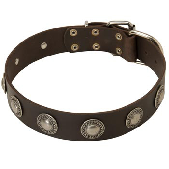 Training Leather   Swiss Mountain Dog Collar for Stylish Dogs