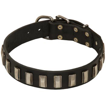Walking Leather Dog Collar for Swiss Mountain Dog