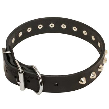 Training Walking Leather Dog Collar with Buckle for Swiss Mountain Dog