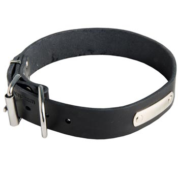 Leather Swiss Mountain Dog Collar for Identification