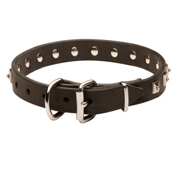 Swiss Mountain Dog Walking   Leather Collar with Studs