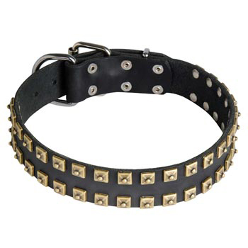 Leather Swiss Mountain Dog Collar with Firm Studs