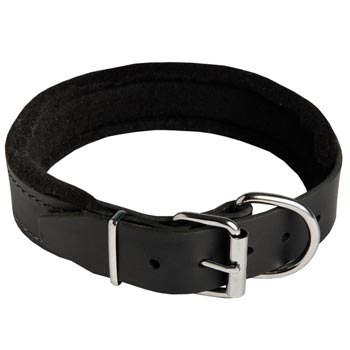 Padded Walking Gear for Swiss Mountain Dog Training