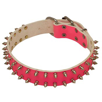 Spiked Pink Leather She-Dog Collar for Swiss Mountain Dog Walking