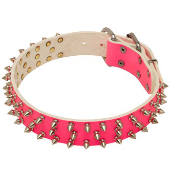 Pink Leather Collar for Swiss Mountain Dog She-Dogs