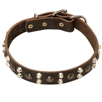Leather Collar for Swiss Mountain Dog Stylish Walks