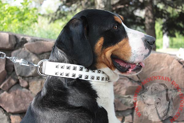 White Leather Swiss Mountain Dog Collar with Old Nickel Studs