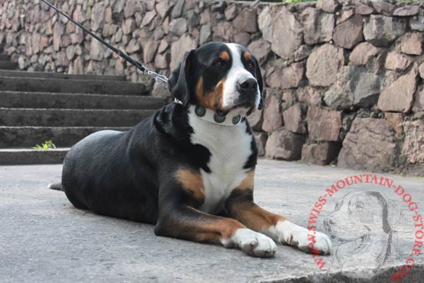 White Leather Swiss Mountain Dog Collar with Conchos