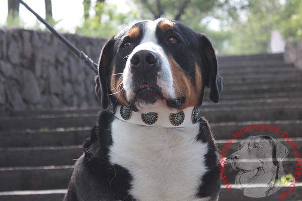 Swiss Mountain Dog Collar of White Leather