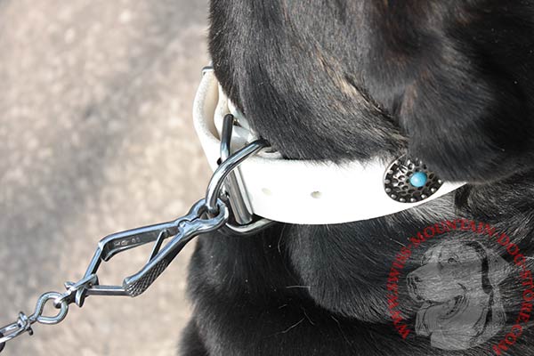Swiss Mountain Dog Collar with Strong D-ring to Attach a Lead