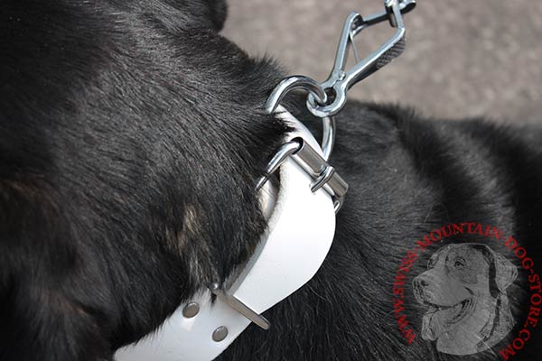 Leather Swiss Mountain Dog Collar with Silvery Hardware