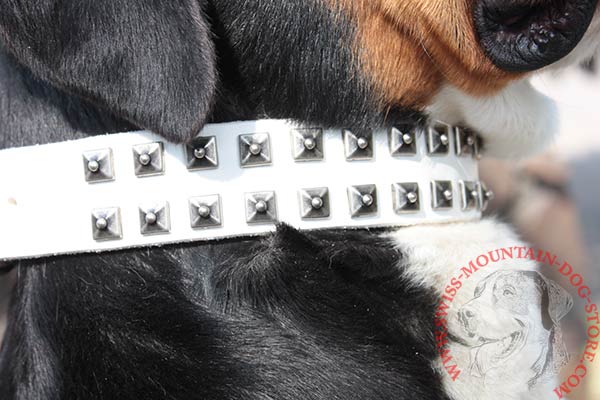 White Leather Swiss Mountain Dog Collar with 2 Rows of Studs