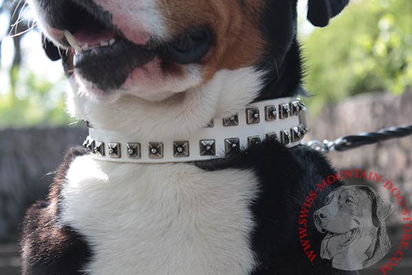 Leather Swiss Mountain Dog Collar with Old Nickel Studs