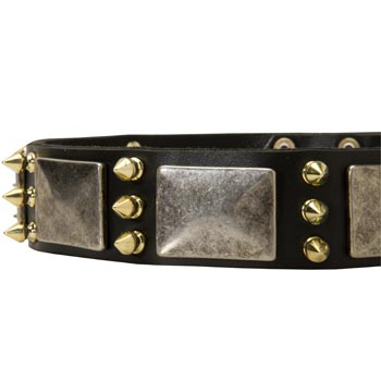 Stylish Leather Dog Collar for Swiss Mountain Dog