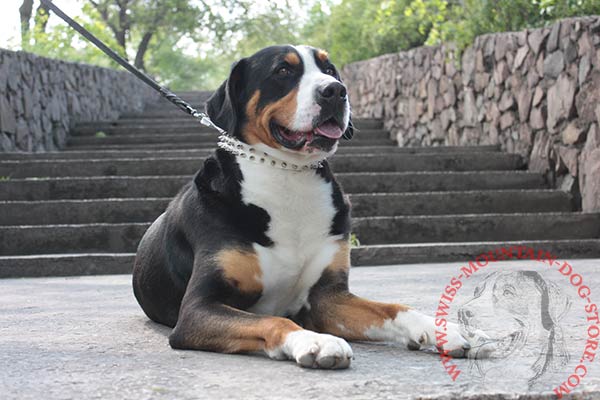 White Leather Collar with Decorations for Swiss Mountain Dog