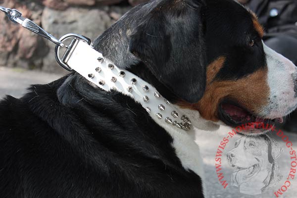 Durable White Decorated Leather Collar for Swiss Mountain Dog