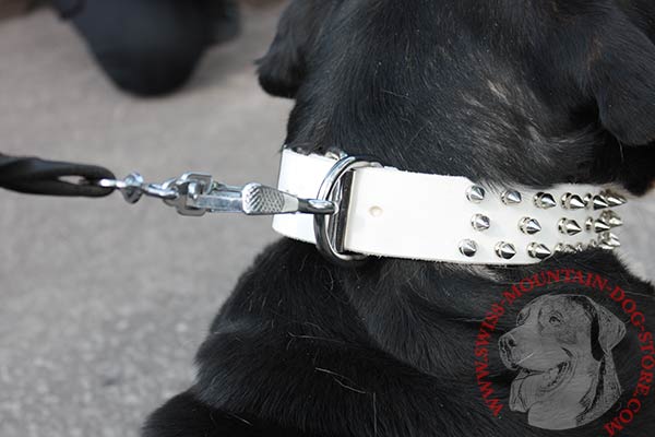 White Decorated Leather Collar for Swiss Mountain Dog Walking in Style