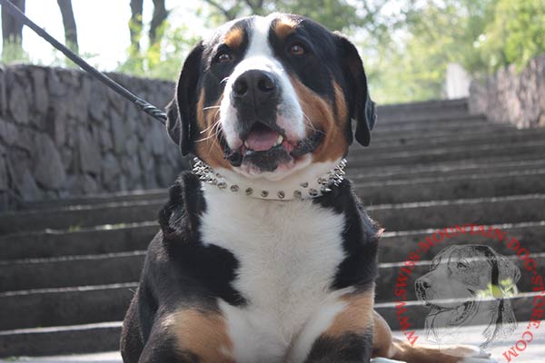White Decorated with Spikes and Studs Leather Swiss Mountain Dog Collar