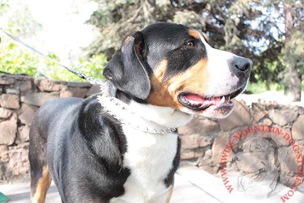 White Leather Swiss Mountain Dog Collar with Spikes
