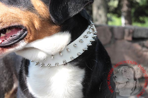 Swiss Mountain Dog Collar Decorated with Nickel Plated Spikes