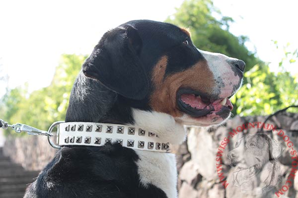 Swiss Mountain Dog white leather collar of high quality studded for stylish walks