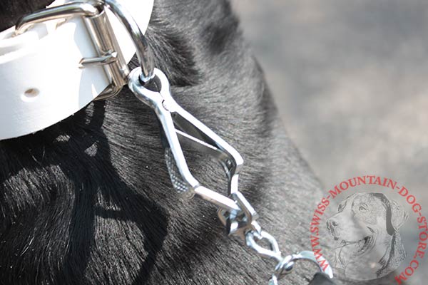 Swiss Mountain Dog white leather collar of lightweight material with d-ring for leash attachment for basic training