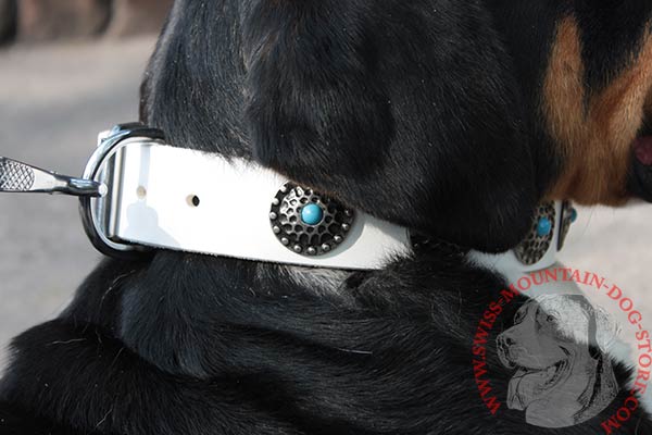 Swiss Mountain Dog white leather collar with reliable fittings for safe walking