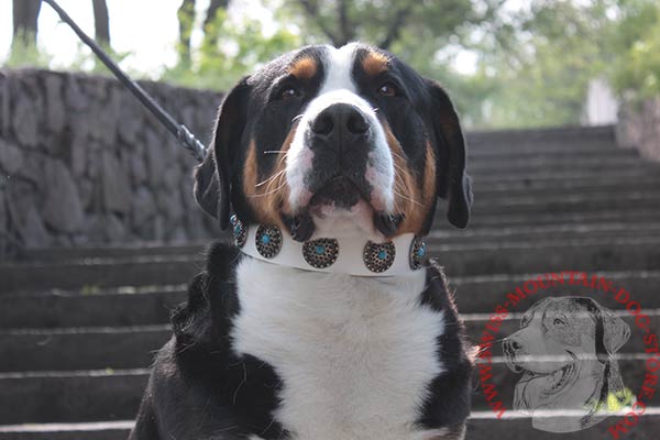 Swiss Mountain Dog white leather collar of high quality with studs set in row for walking