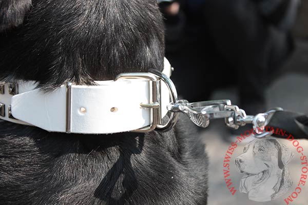 Swiss Mountain Dog white leather collar with durable studs for stylish walks