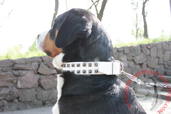 Swiss Mountain Dog white leather collar with corrosion resistant fittings for professional use