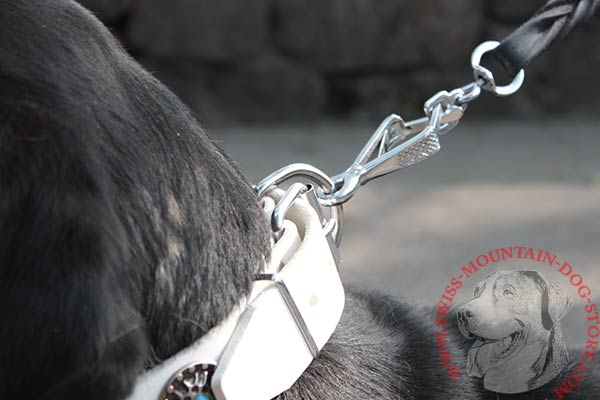 Swiss Mountain Dog white leather collar with rust-resistant hardware for quality control