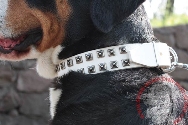 Swiss Mountain Dog white leather collar of high quality adorned with studs for stylish walks