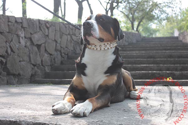 Swiss Mountain Dog white leather collar wide studded for daily activity