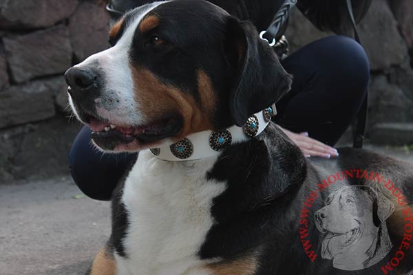 Swiss Mountain Dog white leather collar with rust-proof nickel plated hardware for safe walking
