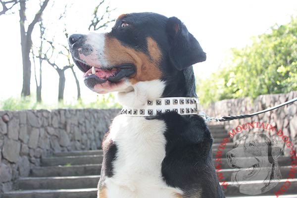 Swiss Mountain Dog white leather collar with durable nickel plated hardware for quality control