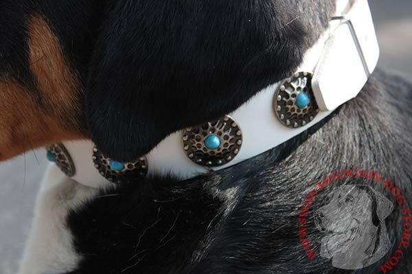 Swiss Mountain Dog white leather collar with duly riveted nickel plated fittings for perfect control